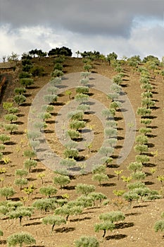 Olive trees at Douro Valley