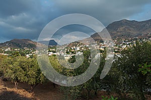 Olive trees evergreen orchard on Greek Kalymnos