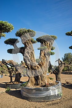 Olive trees in a famland
