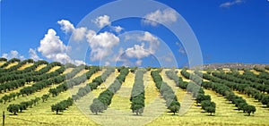 Olive trees field