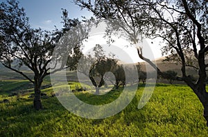 Olive Trees In Field Grass At Sunset