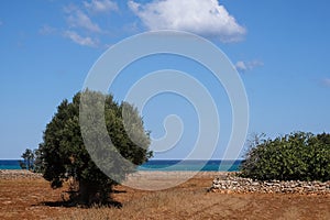 Olive trees in a field near the sea clost to Monopoli in Puglia, South Italy.