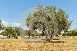 Olive trees field in Spain, Mediterranean, Emporda, Girona, Catalonia photo