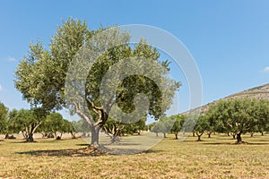 Olive trees field in Spain, Mediterranean, Emporda, Girona, Catalonia