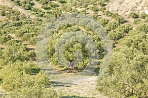 Olive trees in fields. Large olive plantations in the the mountains.