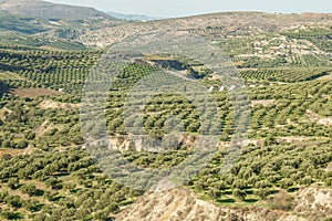 Olive trees in fields. Large olive plantations in the the mountains.