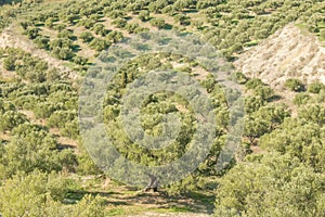 Olive trees in fields. Large olive plantations in the the mountains.