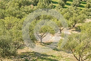 Olive trees in fields. Large olive plantations in the the mountains.