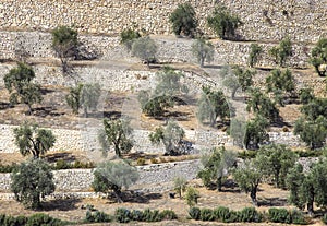 Olive trees at the foot of the Temple Mount, Jerusalem, Israel