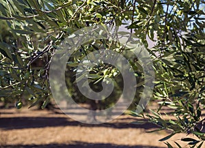 Olive trees garden