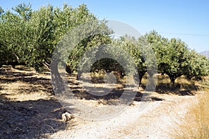 Olive trees garden