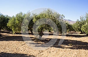 Olive trees garden