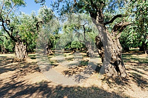 Olive trees garden