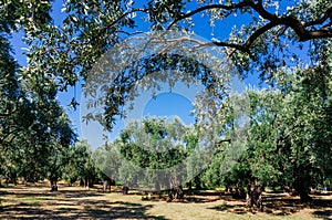 Olive trees in garden