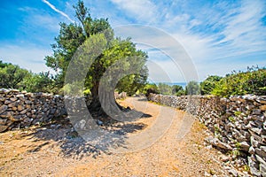 Olive Trees Garden, Mediterranean old olive field. Croatia olive grove, Lun, island Pag. - Image