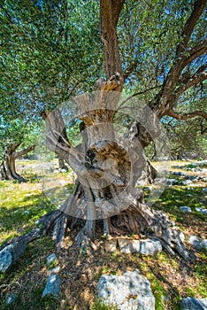 Olive Trees Garden, Mediterranean old olive field. Croatia olive grove, Lun, island Pag. - Image