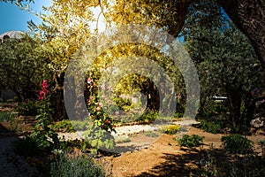 Olive trees in Gethsemane garden, Jerusalem