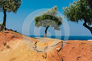 Olive trees in Greece