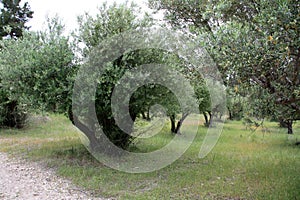 Olive trees in Greece