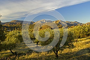 Olive trees in Greece