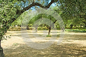 Olive trees - Greece