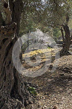 Olive Trees in a grove