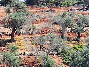 Olive Trees Growing in Bauxite Red Soil, Greece