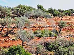Olive Trees Growing in Bauxite Red Soil, Greece