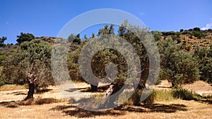 Olive trees growing in spring on the island of Crete