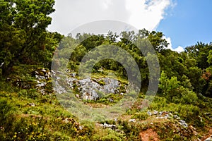 Olive trees hill. Olive tree in Greece.