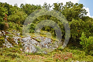 Olive trees hill. Olive tree in Greece.