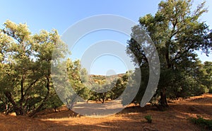 Olive trees hill. plantation of olive trees