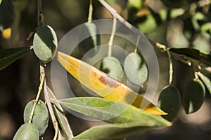 Olive trees infected by the dreaded bacteria called Xylella fastidiosa, is known in Europe as the ebola of the olive tree