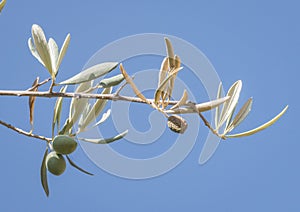 Olive trees infected by the dreaded bacteria called Xylella fastidiosa, is known in Europe as the ebola of the olive tree