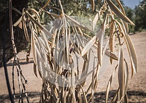 Olive trees infected by the dreaded bacteria called Xylella fastidiosa, is known in Europe as the ebola of the olive tree