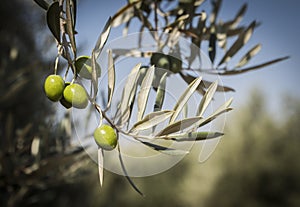 Olive trees infected by the dreaded bacteria called Xylella fastidiosa, is known in Europe as the ebola of the olive tree