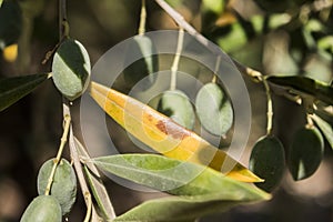 Olive trees infected by the dreaded bacteria called Xylella fastidiosa, is known in Europe as the ebola of the olive tree photo