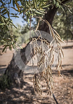 Olive trees infected by the dreaded bacteria called Xylella fastidiosa, is known in Europe as the ebola of the olive tree photo