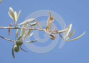 Olive trees infected by the dreaded bacteria called Xylella fastidiosa, is known in Europe as the ebola of the olive tree photo