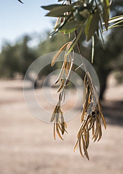 Olive trees infected by the dreaded bacteria called Xylella fastidiosa, is known in Europe as the ebola of the olive tree photo