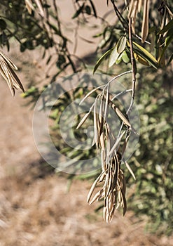 Olive trees infected by the dreaded bacteria called Xylella fastidiosa, is known in Europe as the ebola of the olive tree photo