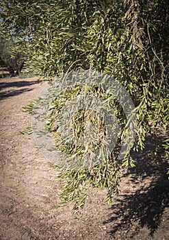 Olive trees infected by the dreaded bacteria called Xylella fastidiosa, is known in Europe as the ebola of the olive tree photo