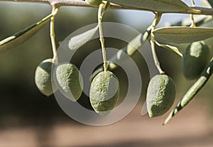 Olive trees infected by the dreaded bacteria called Xylella fastidiosa, is known in Europe as the ebola of the olive tree photo