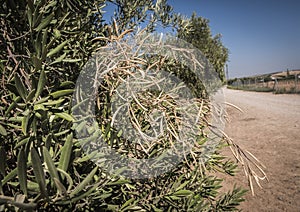 Olive trees infected by the dreaded bacteria called Xylella fastidiosa, is known in Europe as the ebola of the olive tree photo