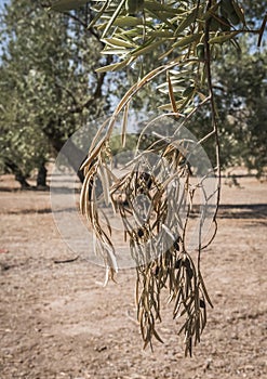 Olive trees infected by the dreaded bacteria called Xylella fastidiosa, is known in Europe as the ebola of the olive tree photo