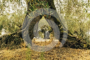 Olive trees in the Isola Maggiore, Trasimeno Lake, Tuoro sul Trasimeno, Umbria, Italy.