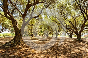 olive trees (Italy)