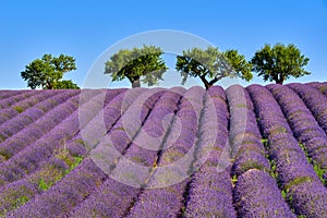 Olive trees and lavender fields in Summer on Valensole Plateau. Alpes-de-Haute-Provence, France