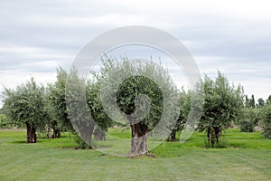 Olive Trees, Lujan de Cuyo, Mendoza