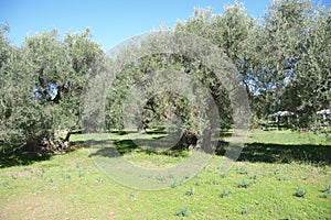 Sardinia.Olive trees in mediterranean area photo